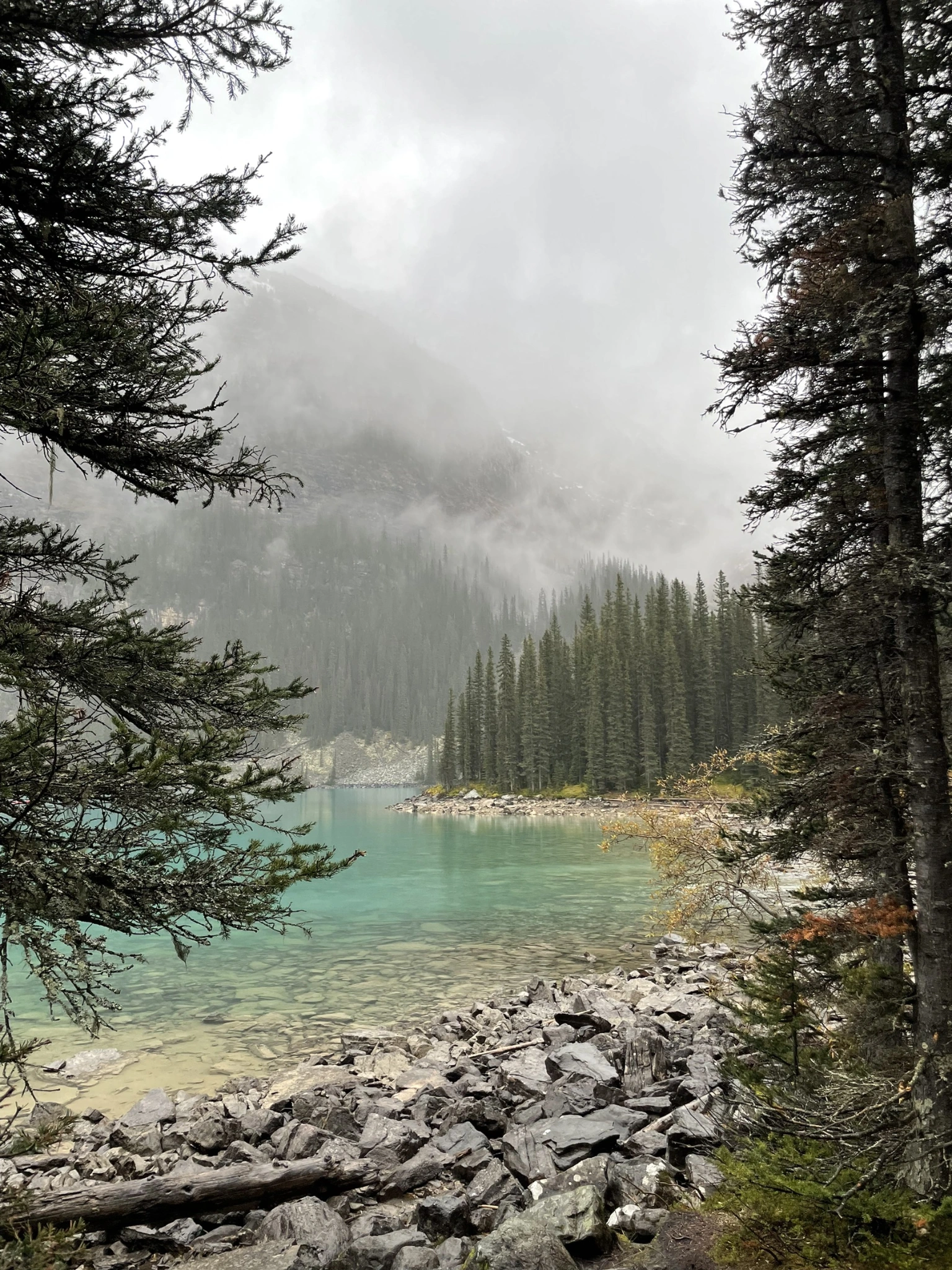 從林間看向湖岸，霧裡的遠山逐漸退後。